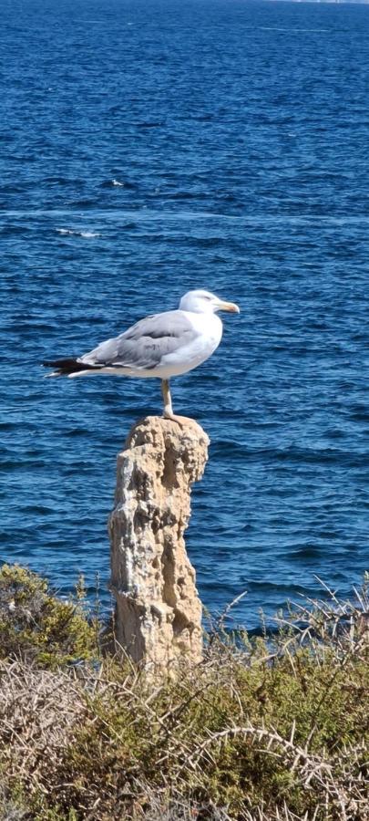 75 Avinguda De Murcia Santa Pola Luaran gambar